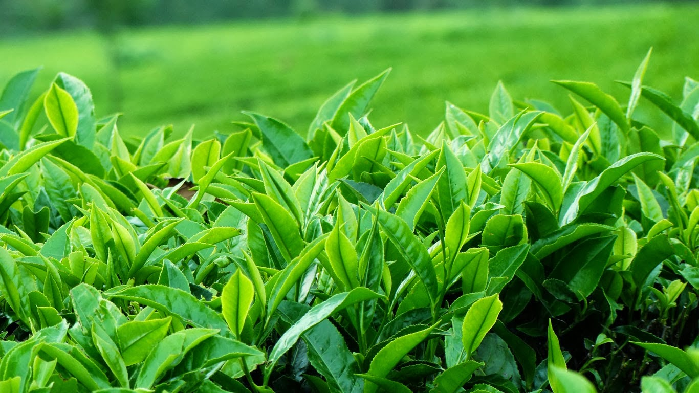 Lời mời hợp tác từ vùng trà danh tiếng Tân Cương